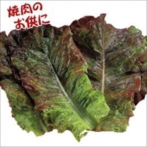 種 野菜たね レタス 赤焼肉レタス 1袋(3ml)