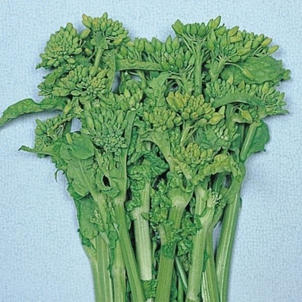 種 野菜たね 菜類 F1耐病はなな 1袋(5ml)