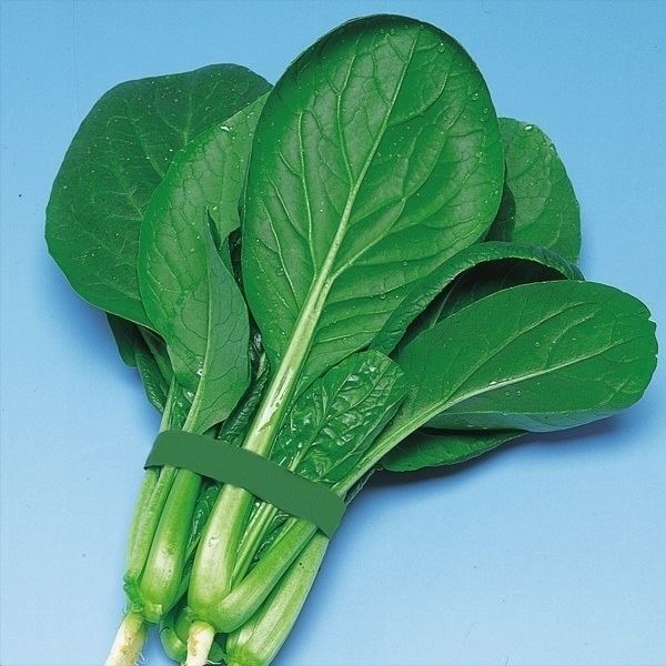 種 野菜たね 菜類 F1早生黒葉小松菜 1袋(4ml)