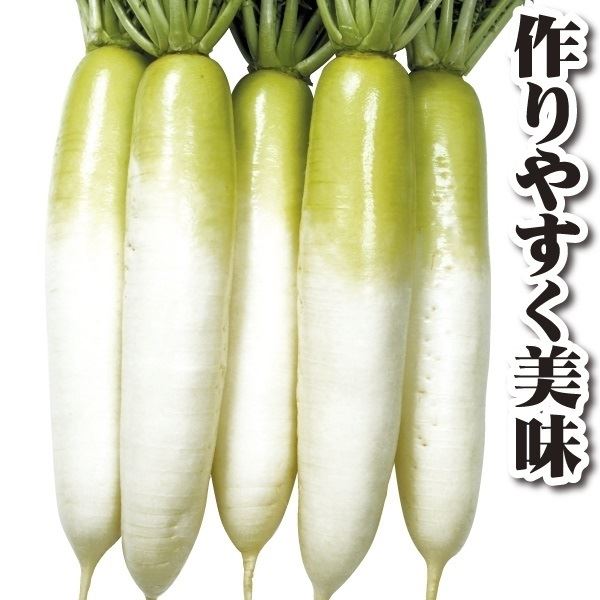 種 野菜たね ダイコン F1耐病総太りR 1袋(8ml)