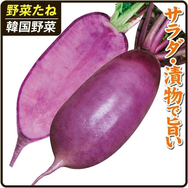 種 野菜たね ダイコン F1あじ紫大根 1袋(2ml)