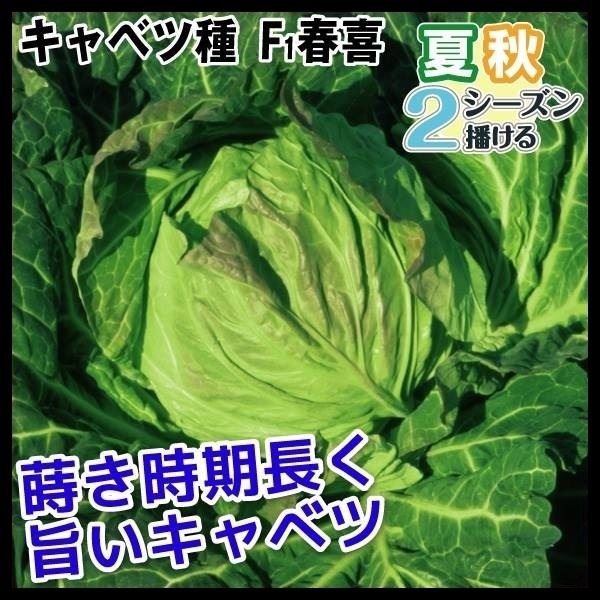種 野菜たね キャベツ F1春喜 1袋(1ml)