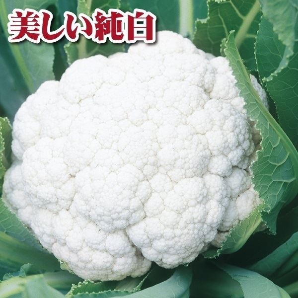 種 野菜たね カリフラワー F1パールホワイト 1袋(1ml)