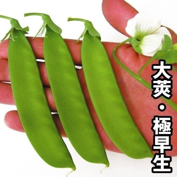 種 野菜たね マメ 巨笹絹さや豌豆 1袋(30ml)