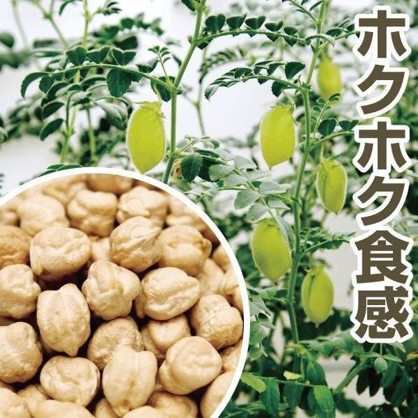 種 野菜たね マメ ひよこ豆 1袋(30ml)