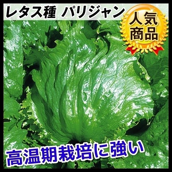 種 野菜たね レタス パリジャン 1袋(5ml)