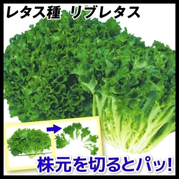 種 野菜たね レタス リブレタス 1袋(2ml)