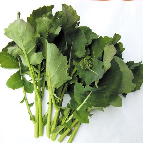 種 野菜たね 菜類 のらぼう菜 1袋(5ml)