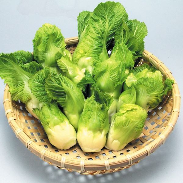 種 野菜たね 菜類 早生祝蕾 1袋(コート種子 30粒)