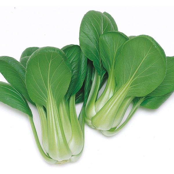 種 野菜たね チンゲンサイ F1広青梗菜 1袋(3ml)
