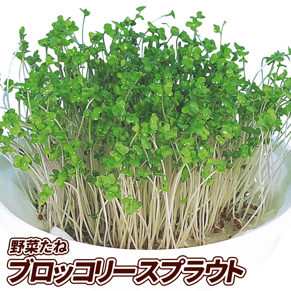 種 野菜たね ブロッコリー ブロッコリースプラウト 1袋(40ml)
