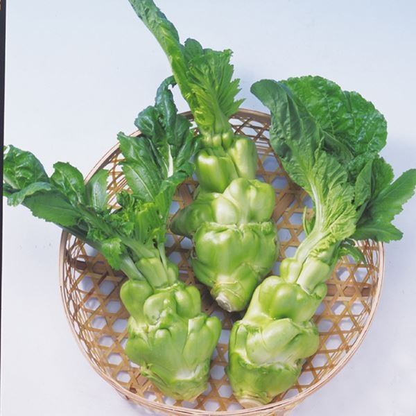 種 野菜たね 菜類 ザーサイ 1袋(コート種子 200粒)
