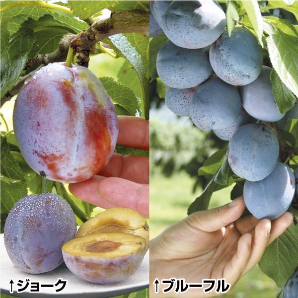 果樹苗 プルーン おすすめプルーンセット 2種2株
