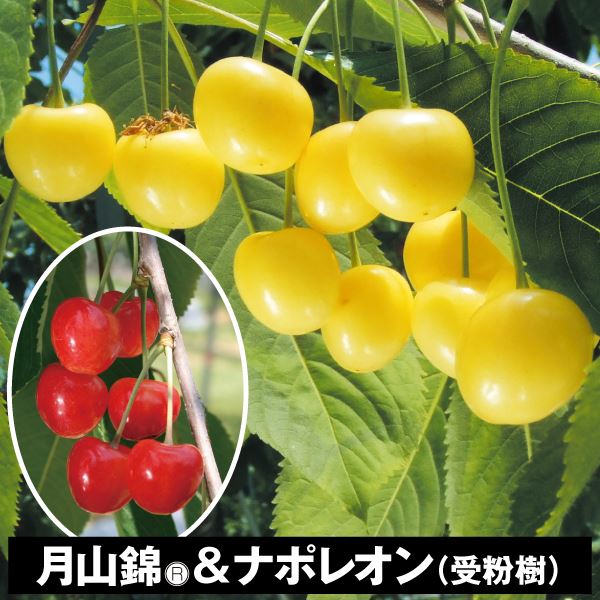 果樹苗 サクランボ 月山錦(R)＆ナポレオン(受粉樹) 2種2株