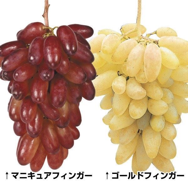 果樹苗 ブドウ 皮ごと食べられるブドウセット 2種2株