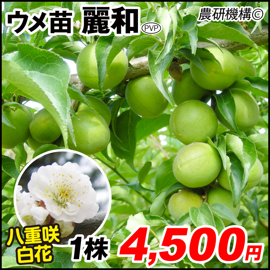 果樹苗 ウメ 麗和PVP(大梅) 1株