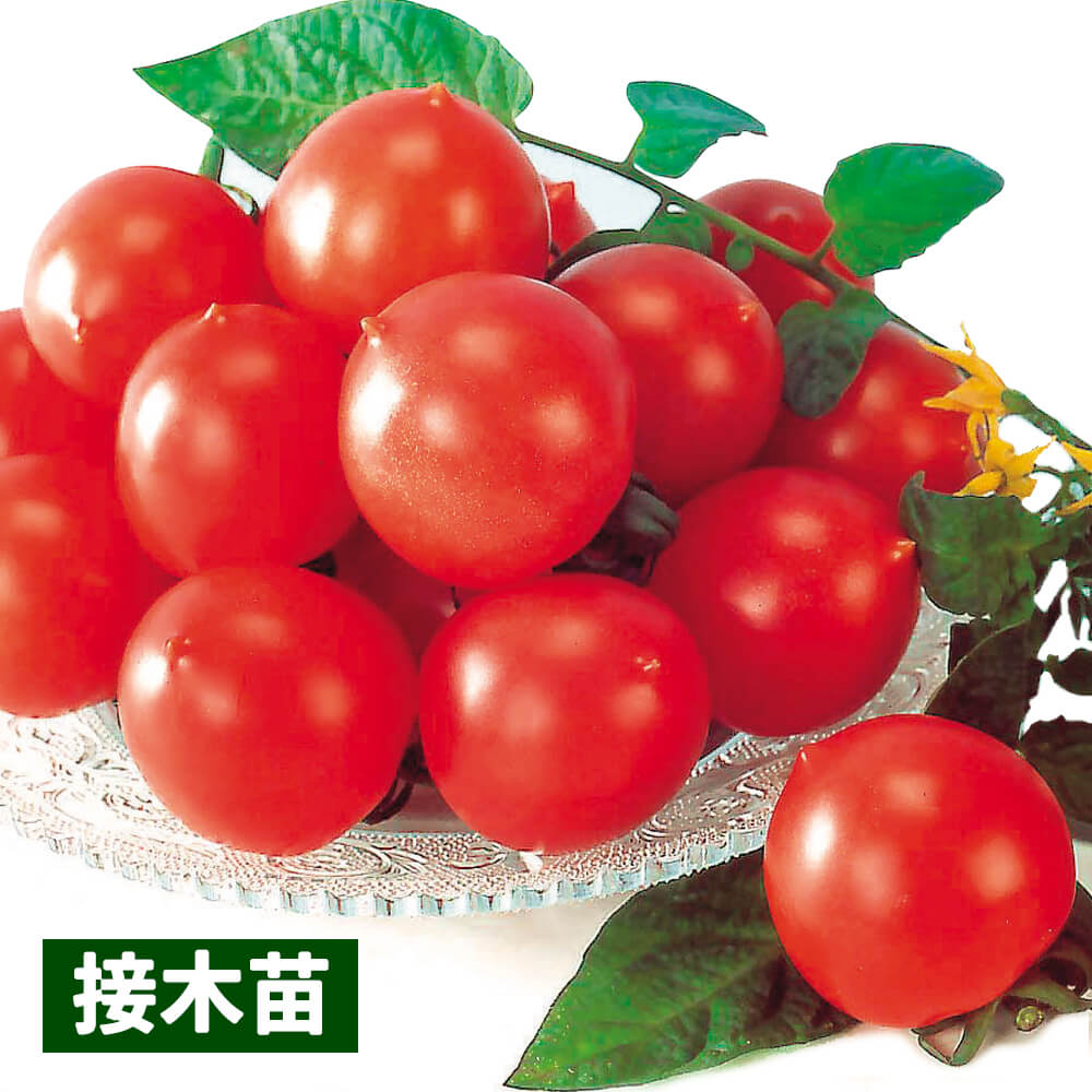 種 野菜たね トマト F1甘熟むすめ 1袋（10粒）