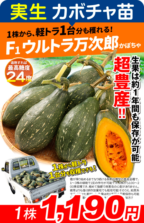 実生・F1ウルトラ万次郎