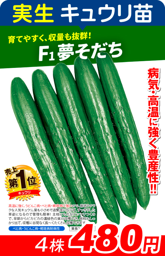 実生・F1夢そだち4株