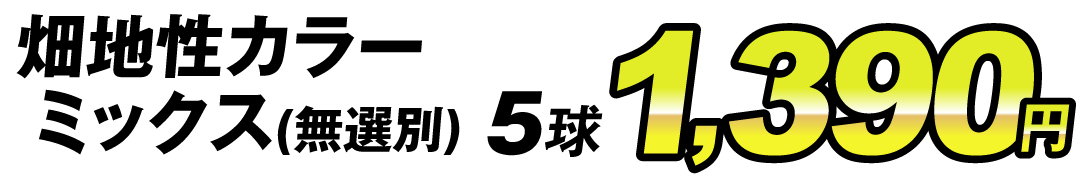 畑地性カラーミックス5球1390円