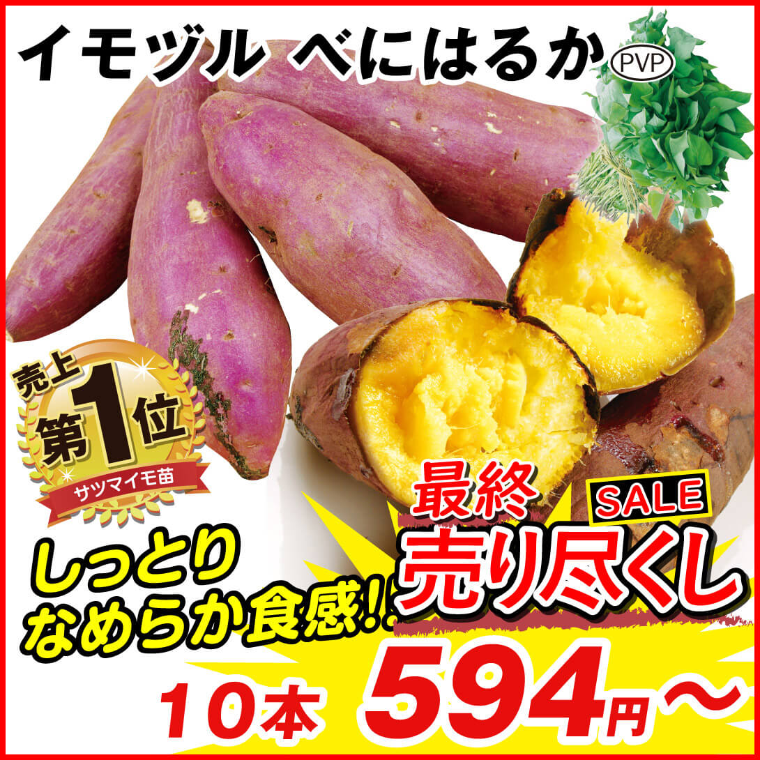さつまいも苗ー紅はるか芋苗500本 【公式通販】