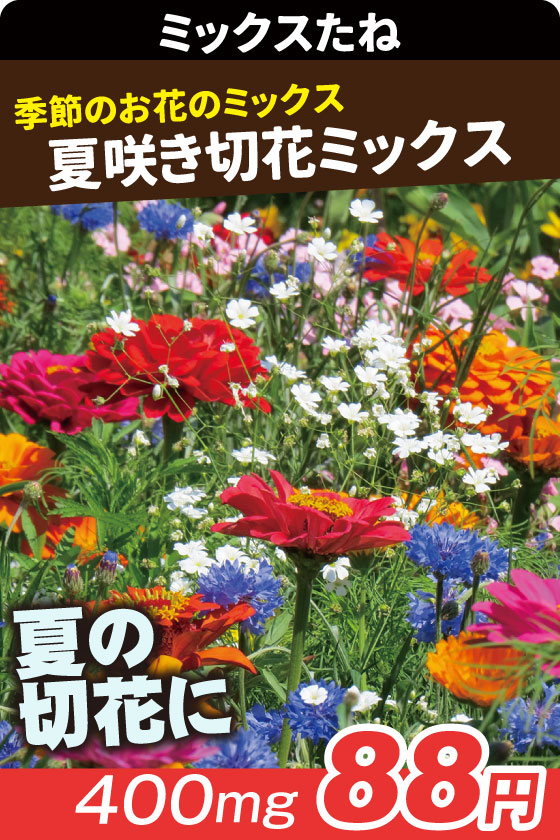 夏咲き切花ミックス