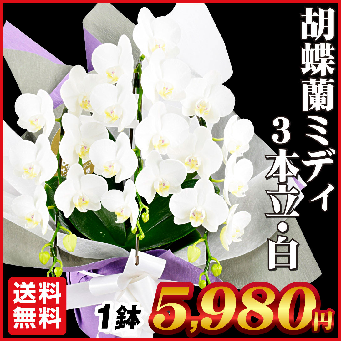 胡蝶蘭 3本立コチョウランミディ 白花 1鉢 送料込