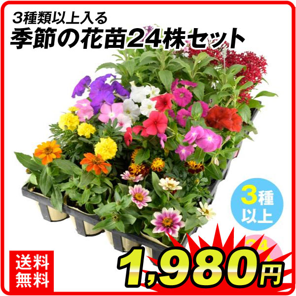 季節の花苗