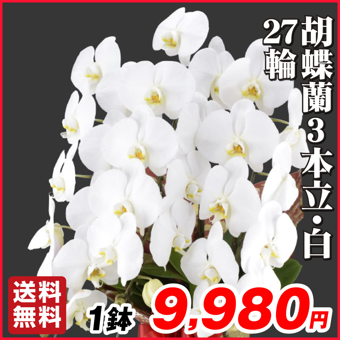 胡蝶蘭 3本立コチョウラン 白花27輪 1鉢 送料込 ギフト 贈り物
