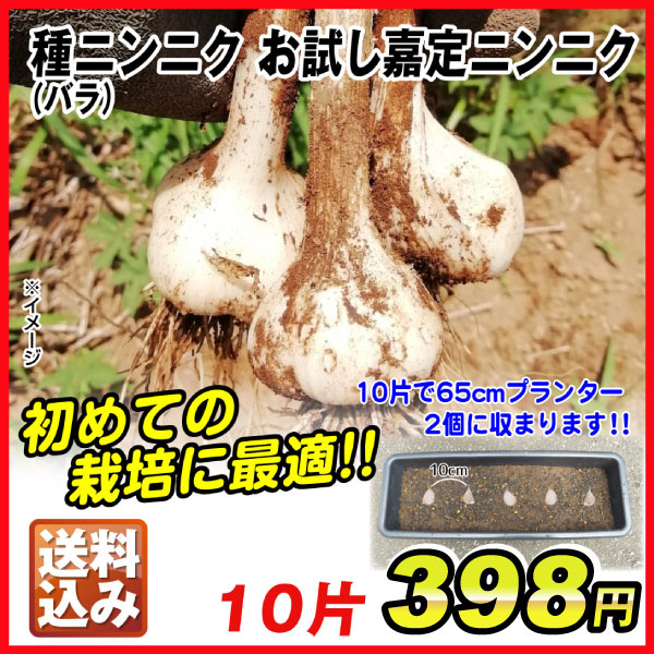 嘉定ニンニク(バラ10片)