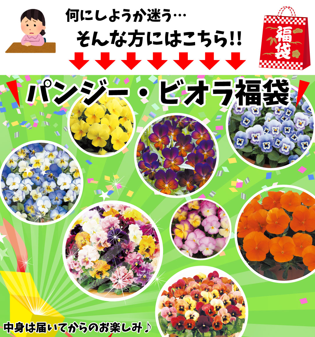 花苗 パンジー・ビオラ福袋