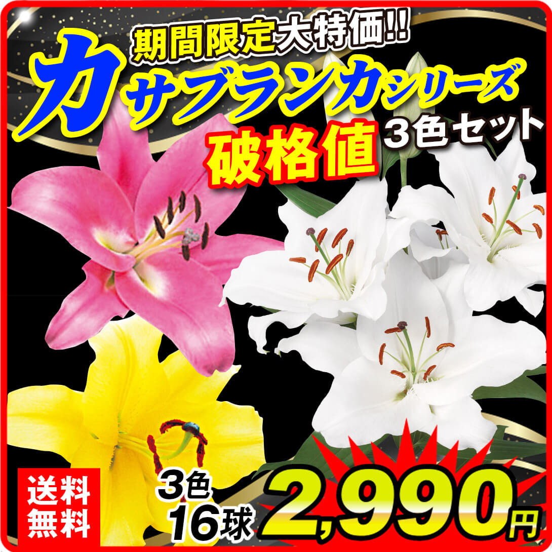 期間限定カサブランカ3種16球