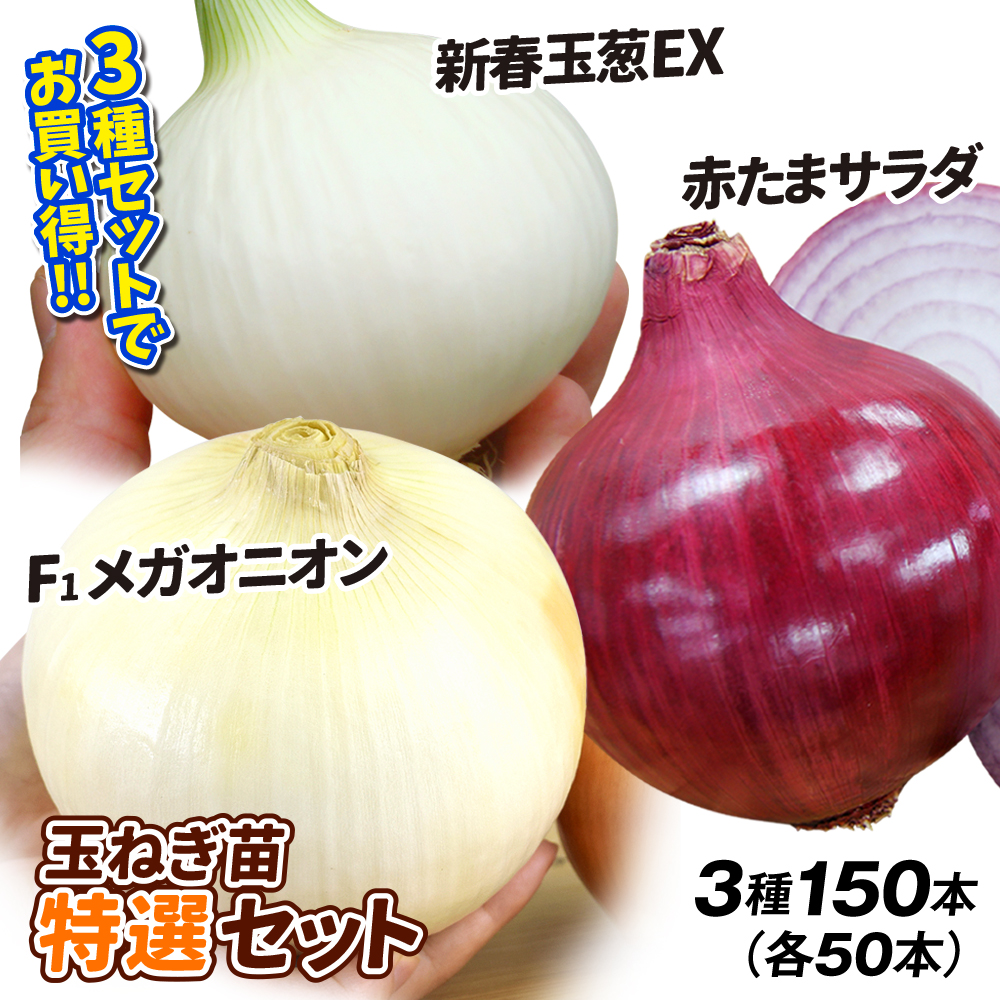 玉ねぎ苗 玉葱苗特選セット 3種150本 送料無料