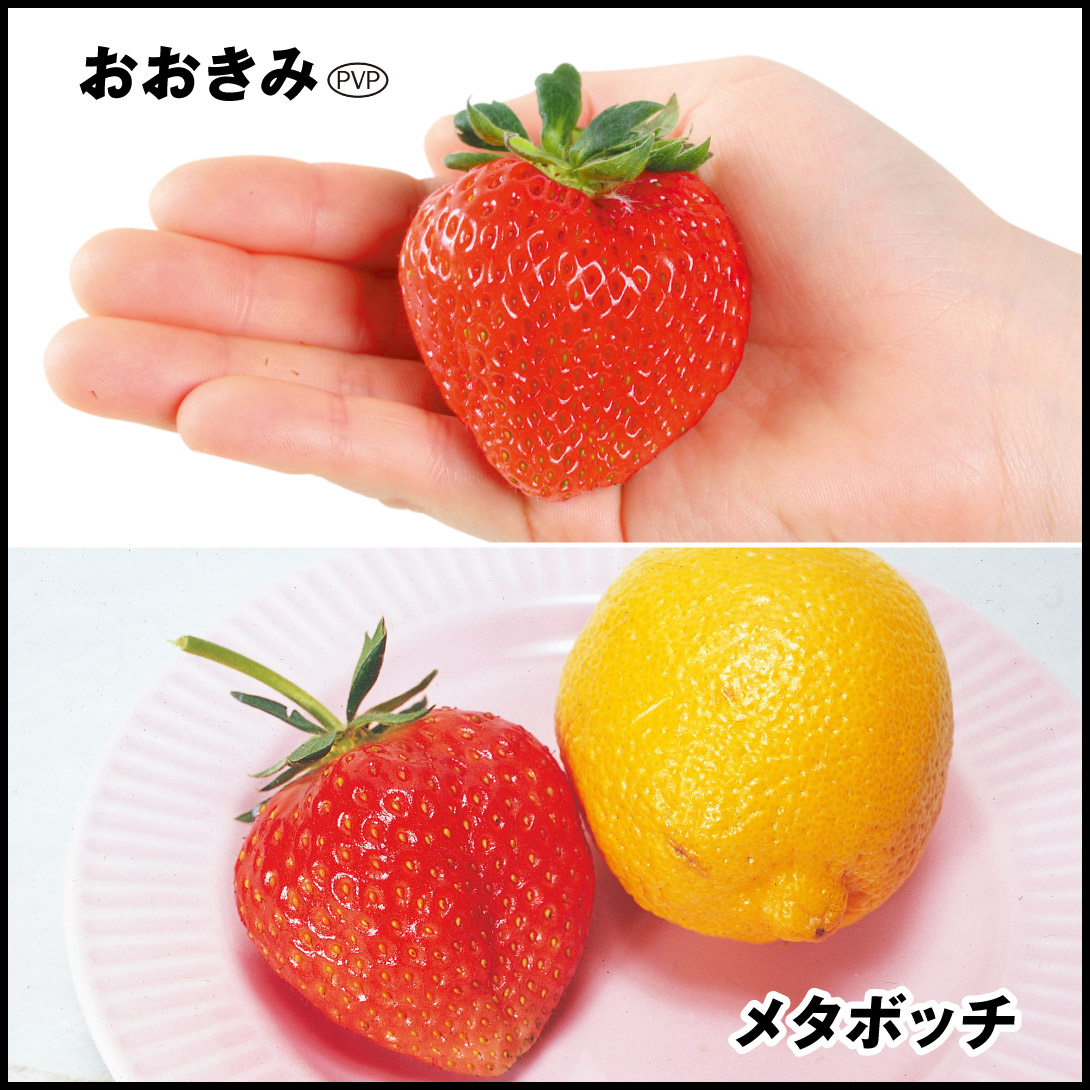 いちご苗 でっかいイチゴセット 2種6株