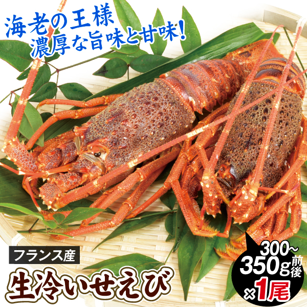 生冷 イセエビ フランス産 1尾  伊勢海老 姿 食品 冷凍便