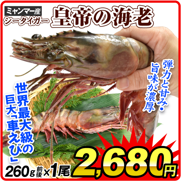 えび 皇帝の海老 1尾 シータイガー 天然 特大 加熱用 冷凍便 食品
