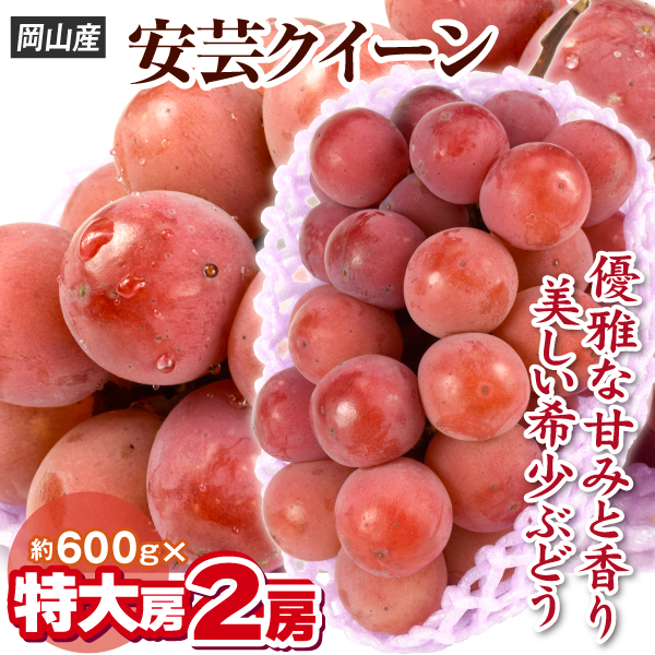 ぶどう 2房 安芸クイーン 岡山産 約600g×2房 大房 種なし 高糖度 赤ぶどう 送料無料 食品