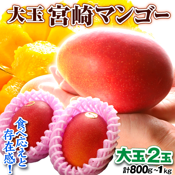 マンゴー 大玉アップルマンゴー 2玉 宮崎産 ご家庭用 合計800g〜1kg 宮崎マンゴー 送料無料 食品