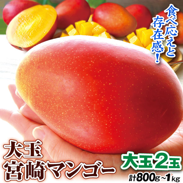 マンゴー 2玉 大玉アップルマンゴー 宮崎産 送料無料 食品