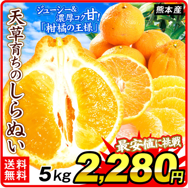 みかん 5kg 天草育ちのしらぬい 熊本産 不知火オレンジ しらぬひ オレンジ 柑橘 蜜柑 フルーツ 送料無料 食品