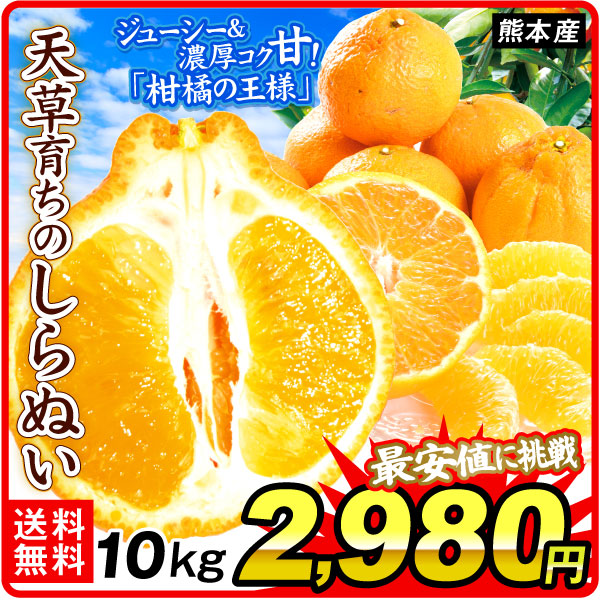 みかん 10kg 天草育ちのしらぬい 熊本産 不知火オレンジ しらぬひ オレンジ 柑橘 蜜柑 フルーツ 送料無料 食品