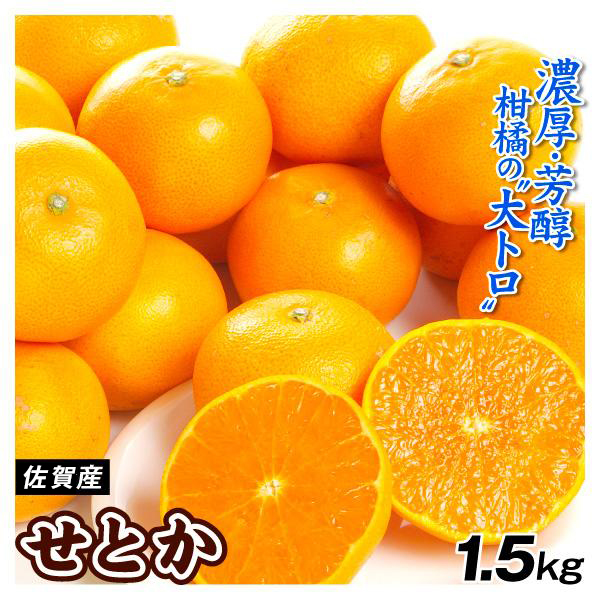 みかん 1.5kg せとか 佐賀産 柑橘 高級 果物 フルーツ 送料無料 食品