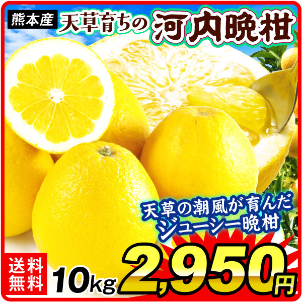 みかん 10kg 天草育ちの 河内晩柑 熊本産 ご家庭用 和製グレープフルーツ サンジューシー 柑橘 フルーツ 送料無料 食品