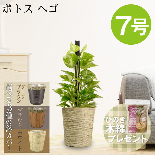 観葉植物 ポトス ヘゴ 7号鉢