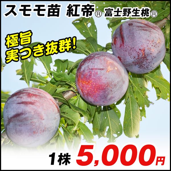 果樹苗 スモモ 紅帝R 富士野生桃R 1株