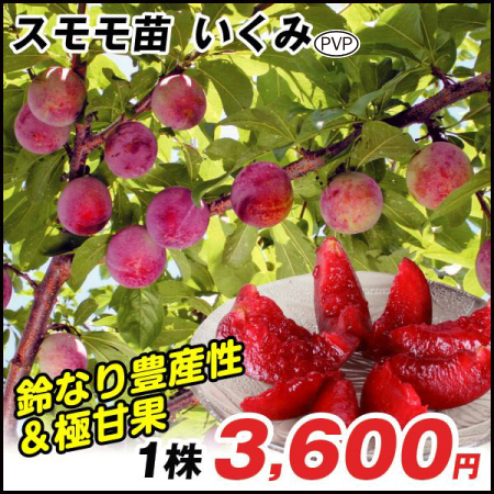 果樹苗 スモモ いくみPVP 1株