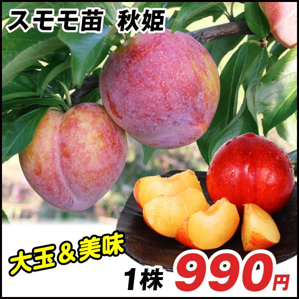 果樹苗 スモモ 秋姫 1株
