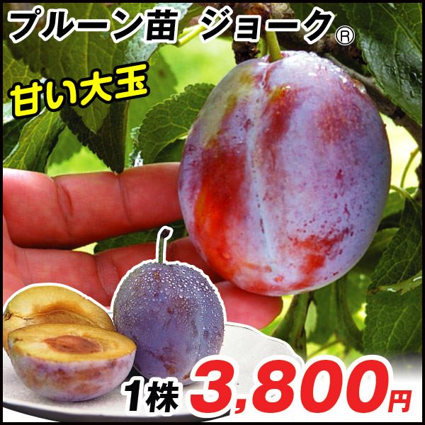 果樹苗 プルーン ジョークR 1株