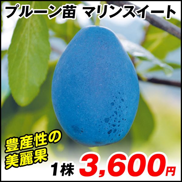 果樹苗 プルーン マリンスイート 1株