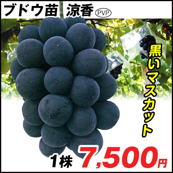 果樹苗 ブドウ 涼香PVP 1株